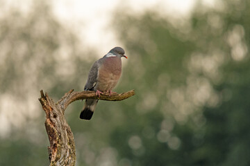 Ringeltaube (Columba palumbus)