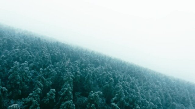 Aircraft making left turn above pine forest, pilot pov, turbulence, accident. Sunless foggy winter day
