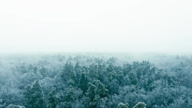 Smooth flyover above vast winter forest, pine tree tops covered in ice. Sunless foggy winter day