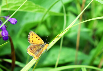 Orange butterfly on a thin leaf of grass