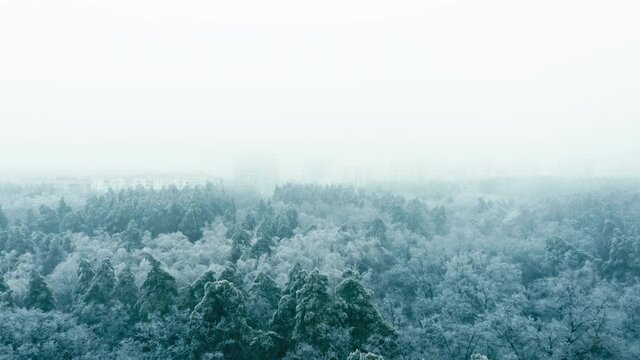 Flying above gloomy winter forest with frozen trees, ghostlike city on horizon. Sunless foggy winter day