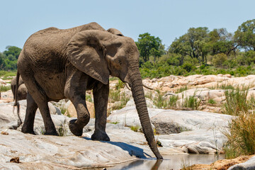 Naklejka premium African elephant walking around searching for food and water in Kruger National Park in South Africa