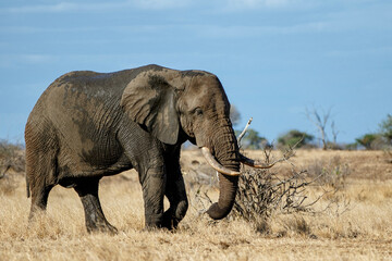 Fototapeta na wymiar African elephant walking around searching for food and water in Kruger National Park in South Africa