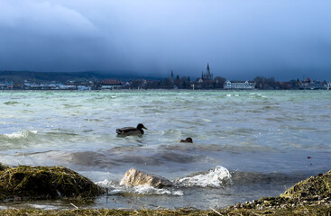 Bodensee bei Konstanz im Winter