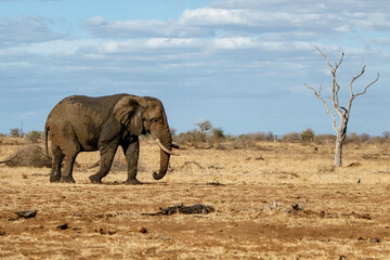 Fototapeta na wymiar African elephant walking around searching for food and water in Kruger National Park in South Africa