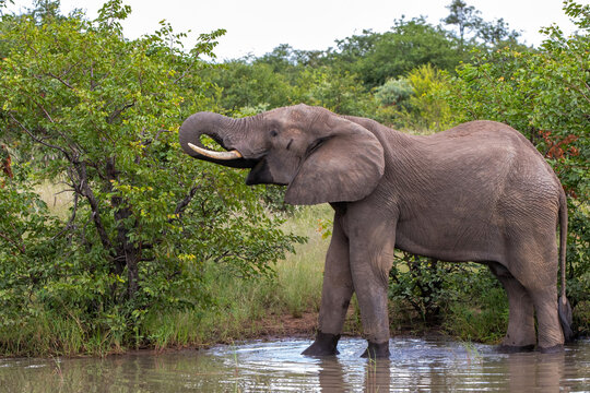 African elephant walking around searching for food and water in Kruger National Park in South Africa
