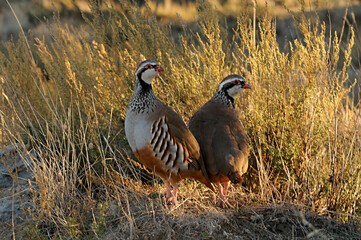 The red-legged partridge is a species of galliform bird in the Phasianidae family - obrazy, fototapety, plakaty