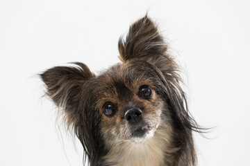 Portrait of a dog that is curious and tilts its head to the side. A multi-breed dog, looking at the camera.