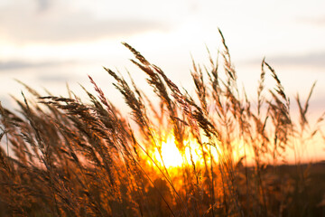 Rural landscape - dry grass in a field in summer. Sunny day in the countryside. Strong wind rustles the dry grass.