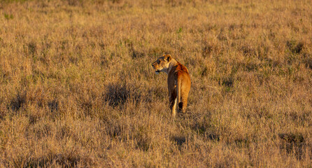 A lioness stands in the grass with her back to the photographer. The lioness's head is turned to...