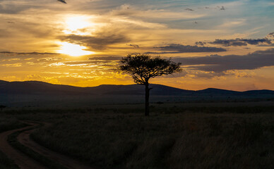 The silhouette of a large tree with a crown of leaves stands in the savannah against the sky at...