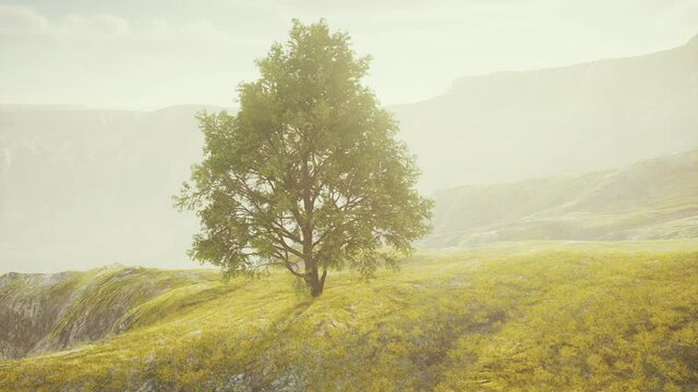 Green tree on a hill on a sunny day in summer