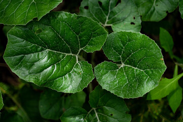 Obraz premium Close up shot of green leaves