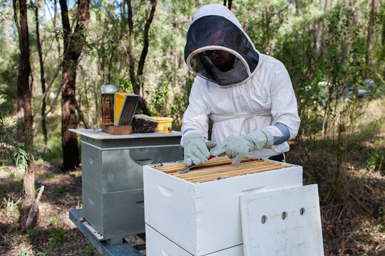 Beekeeper scraping wax off frames to unstick them for harvest