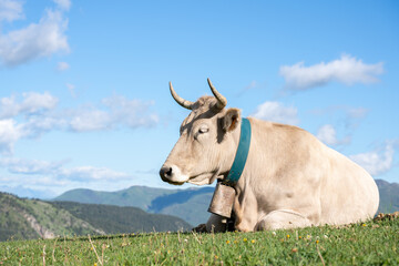 white cow grazing in the green meadows of the Pyrenees Mountains in Spain.