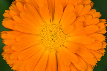 Bright orange calendula flower shot close up from above.