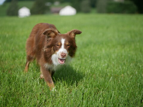 Mini Aussie