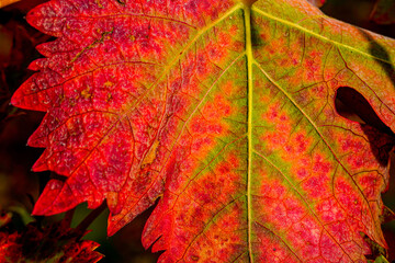 vine leaf detail in autumn, bright colors oranges yellows yellows greens