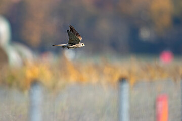 A common kestrel (Falco tinnunculus) in flight.	
