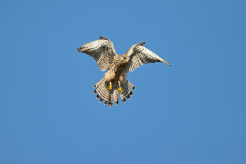 A common kestrel (Falco tinnunculus) hovering in the sky.
