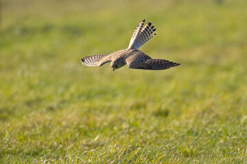  A common kestrel (Falco tinnunculus) in flight.