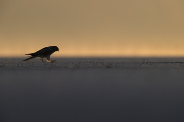 A common kestrel (Falco tinnunculus) viewed from a low angle backlit by the sun.