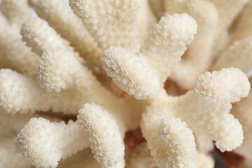 Beautiful exotic sea coral as background, closeup