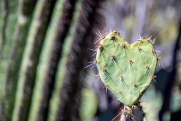 Wandcirkels aluminium Prickly Pear cactus looks like, I love you heart  © David Arment
