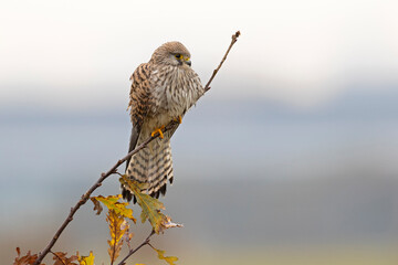 A common kestrel (Falco tinnunculus) perched on a branch of a tree.