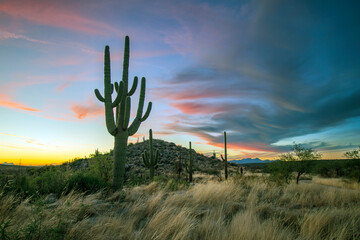 cactus at sunset