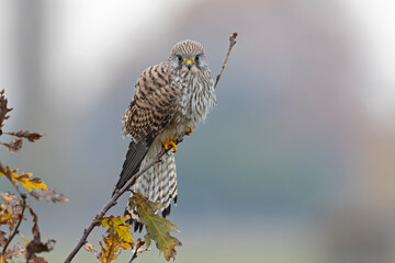 A common kestrel (Falco tinnunculus) perched on a branch of a tree.