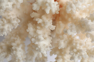 Beautiful exotic sea coral as background, closeup