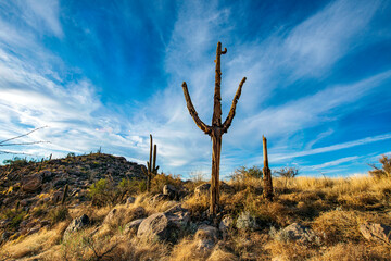 Dead Saguaro in the Desert with clouds