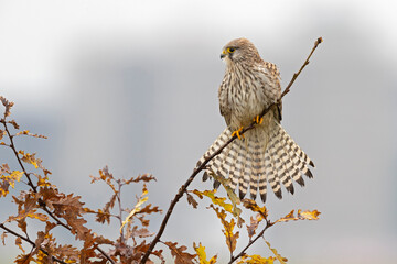 A common kestrel (Falco tinnunculus) perched on a branch of a tree.