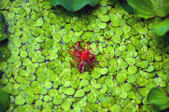 Beautiful Spirodela polyrhiza or duckweed floating on the water. Red barringtonia asiatica flower in the middle of great duckweed, water cabbage and water fern.