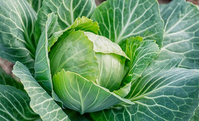 Obraz premium A ripe cabbage head in close up. The concept of healthy eating and organic farming. Selective focus.