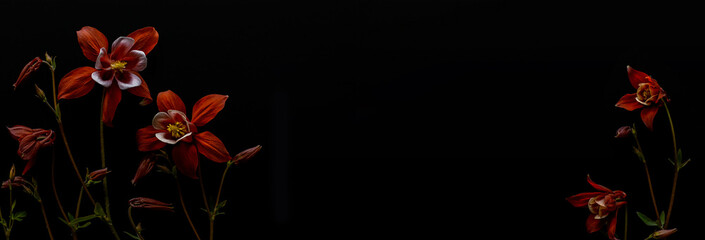 Floral arrangement. Red aquilegia flowers on a black background. Beautiful floral banner. Copy space.