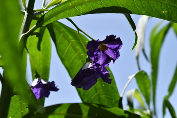 Purple exotic flower