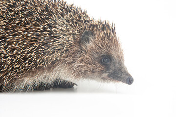 Erinaceus europaeus. Common European hedgehog on a white background