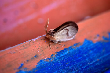 Siberian silkworm dendrolimus sibiricus is a species of Lepidoptera from the cocoon-moth family
