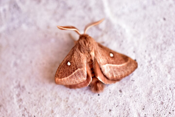 Siberian silkworm dendrolimus sibiricus is a species of Lepidoptera from the cocoon-moth family