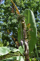 Banana tree