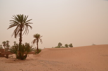 oasis in the desert