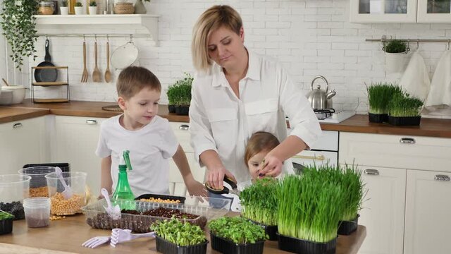 Mother with her daughter and son grow microgreen at home, cut peas with scissors and eat.