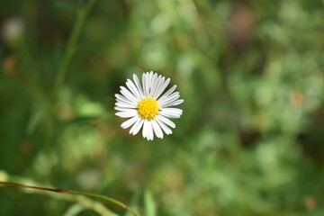 Wild flower