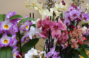 Different orchid plants with pink, white, lilac and creme flowers