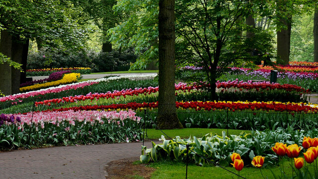 A park with a colorful mix of flower beds with tulips. The annual flower bulb exhibition in Keukenhof (Lisse, the Netherlands)