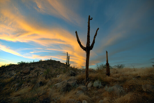 dead saguaro at sunset