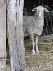 sheep stable