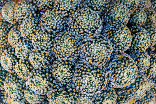 Cactus that create patterns